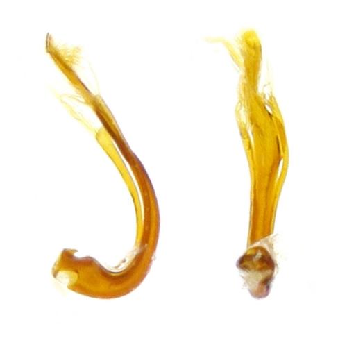 Hydraena angulosa